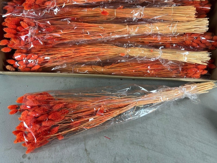 <h4>DF Phalaris Bs Orange 100g</h4>