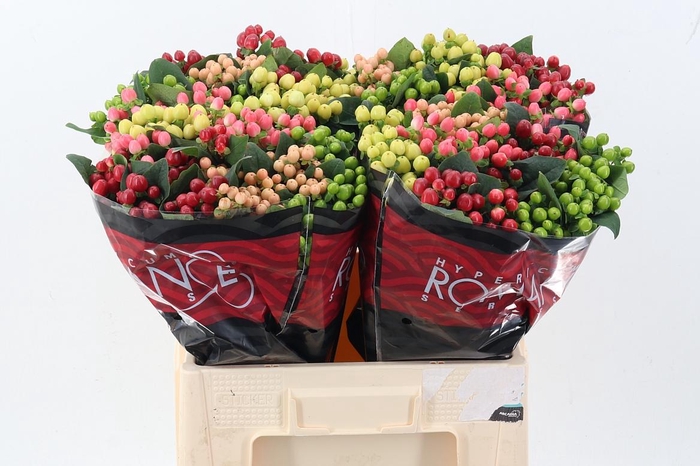 <h4>Hyp Rainb Rom Mix 60cm</h4>