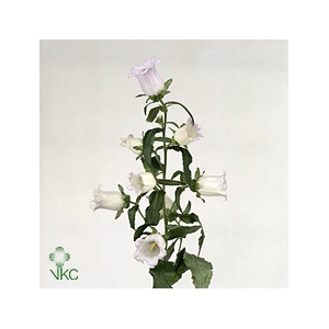 Campanula Champion Lavender