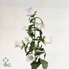 <h4>Campanula Champion Lavender</h4>