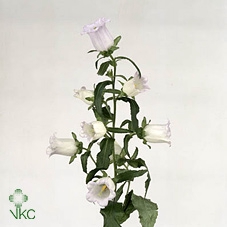 <h4>Campanula Champion Lavender</h4>