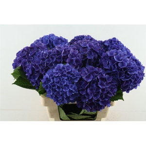Hydr M Fa Anne 60-18