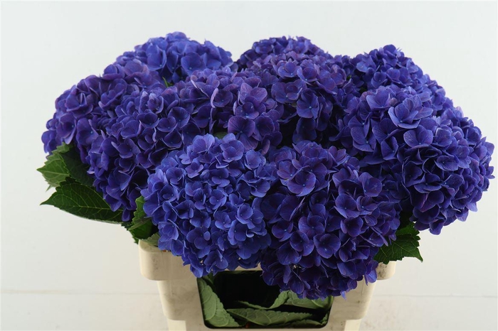 <h4>Hydr M Fa Anne 60-18</h4>