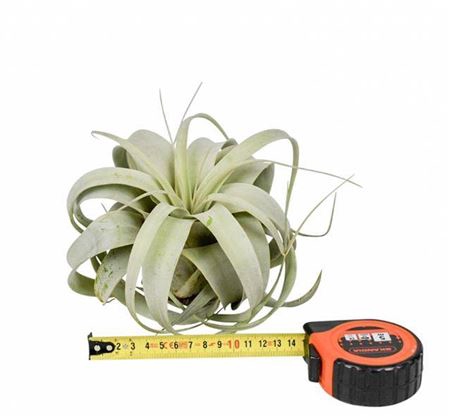 <h4>Tillandsia Xerographica X8</h4>