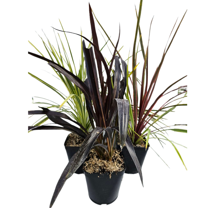 <h4>Cordyline australis 'Variegata'</h4>