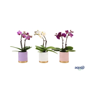 Groovy Pastel Mix Tiny Dolls Mix 2T10+ Aqu@