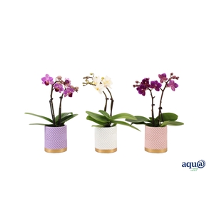 Groovy Pastel Mix Tiny Dolls Mix 2T10+ Aqu@