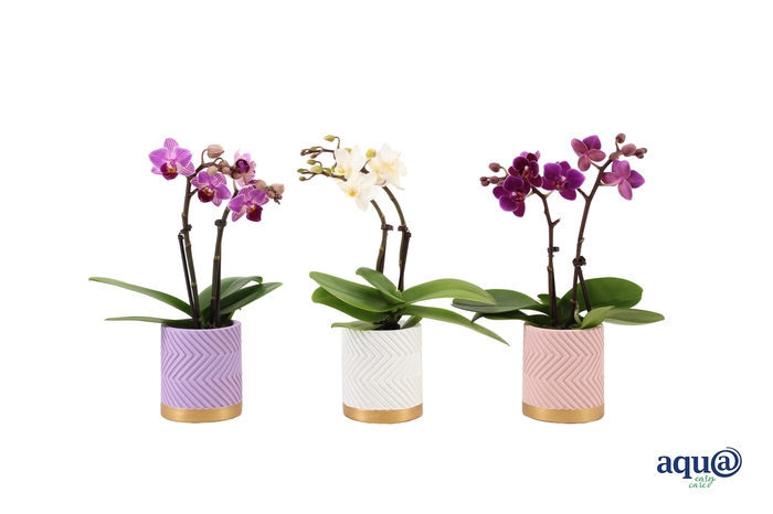 <h4>Groovy Pastel Mix Tiny Dolls Mix 2T10+ Aqu@</h4>