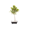 ARDISIA JARDINEIRA 1.1L