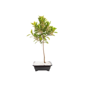 ARDISIA JARDINEIRA 1.1L