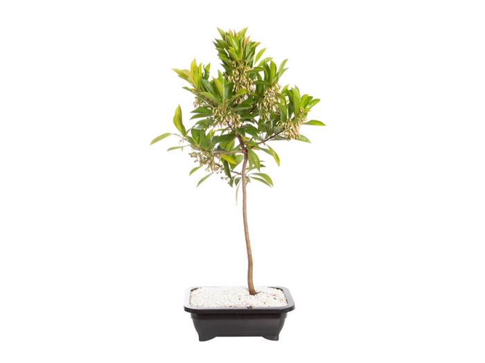 <h4>ARDISIA JARDINEIRA 1.1L</h4>