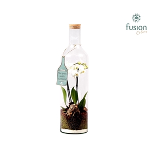 Green Bottle fles XXL met Phalaenopsis D17 H62