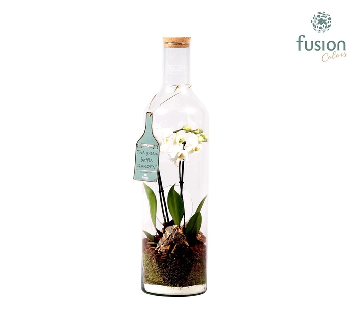 <h4>Green Bottle fles XXL met Phalaenopsis D17 H62</h4>