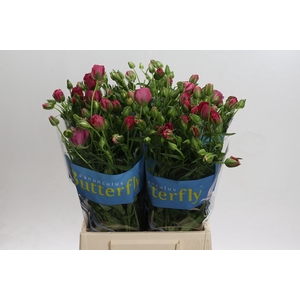 Ranunculus Butterfly Lycia