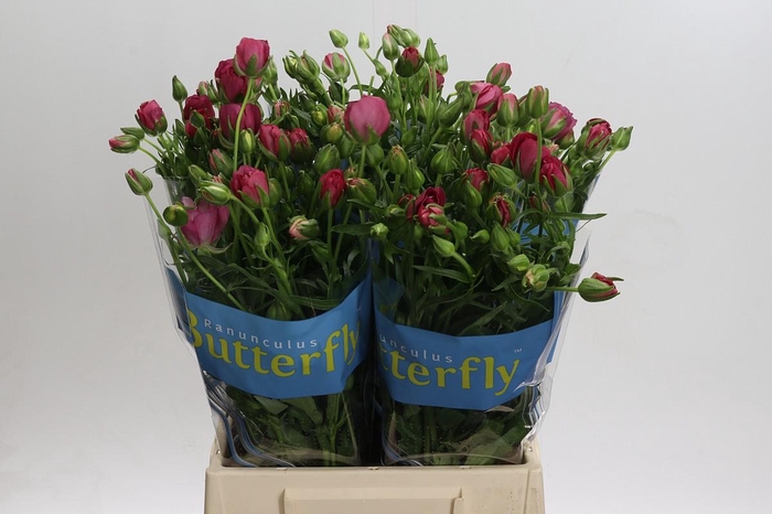<h4>Ranunculus Butterfly Lycia</h4>