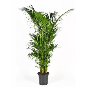 Howea forsteriana 280cm (Kentia)