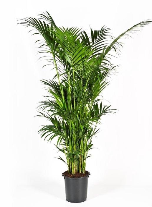 <h4>Howea forsteriana 280cm (Kentia)</h4>