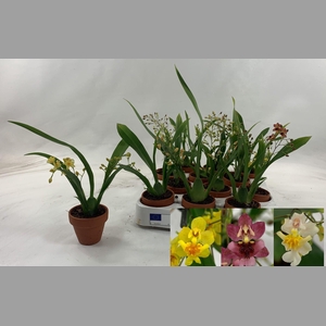 ONCIDIUM OV