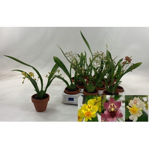 ONCIDIUM OV