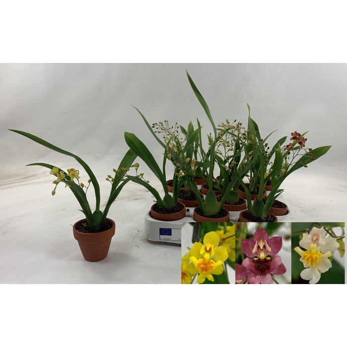 <h4>ONCIDIUM OV</h4>
