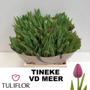 TU EN TINEKE VD MEER