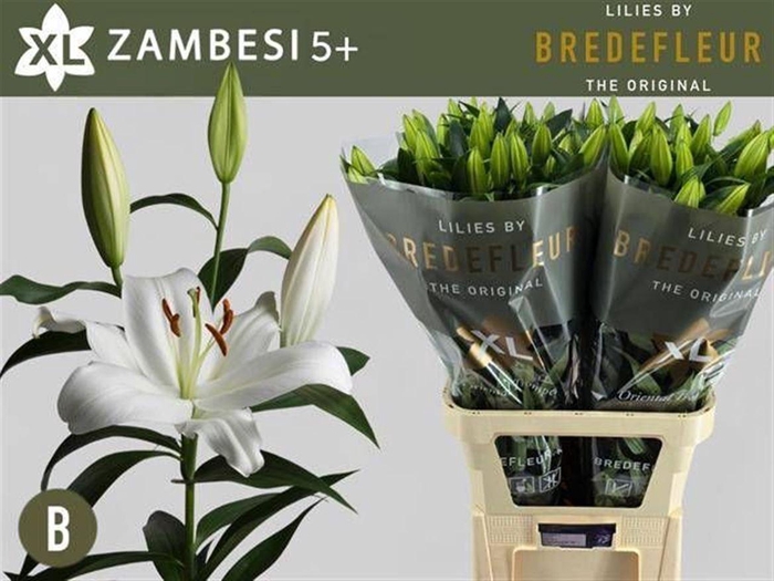 <h4>Li Ot Zambesi 5+</h4>