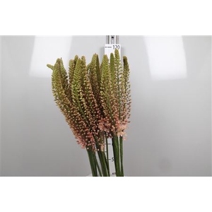 Eremurus Romance
