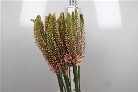 <h4>Eremurus Romance</h4>