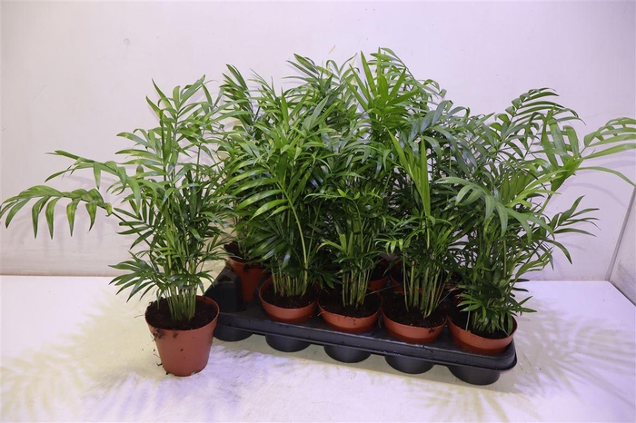 <h4>Chamaed Elegans</h4>