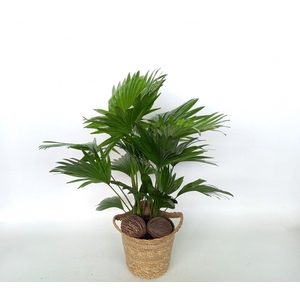 Livistona in Pot Nelis Naturel