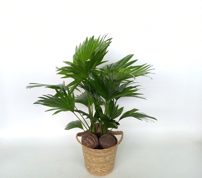 <h4>Livistona in Pot Nelis Naturel</h4>