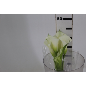 CALLA EXOTIC VENTURA 040