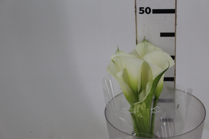 <h4>CALLA EXOTIC VENTURA 040</h4>