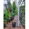 Ficus Amstel King