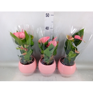 Anthurium   ...mix