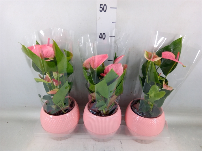 <h4>Anthurium   ...mix</h4>