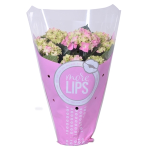 Hydrangea mac. 'Hi River'