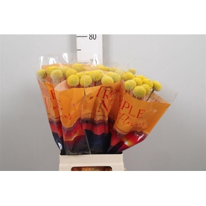 Cras Paintball Jumbo