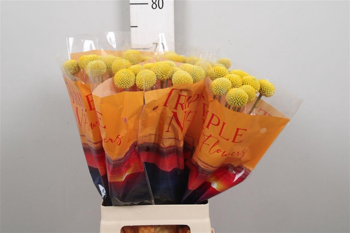 <h4>Cras Paintball Jumbo</h4>