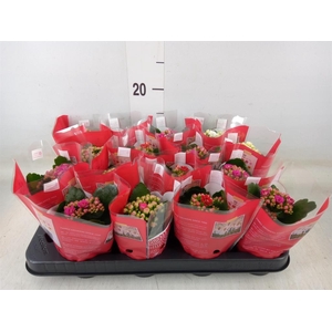 Kalanchoe blos. 'Rosalina'  ..mix 4
