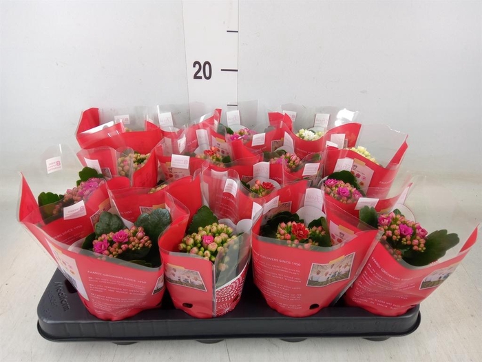 <h4>Kalanchoe blos. 'Rosalina'  ..mix 4</h4>