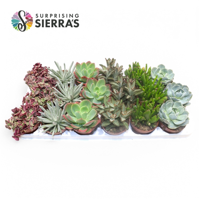 <h4>Sierra's® - Valencia Succulent Mix (Prime)</h4>