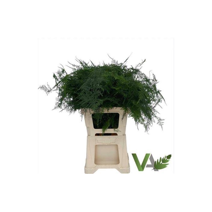 <h4>Asp Setaceus Extra Veren</h4>