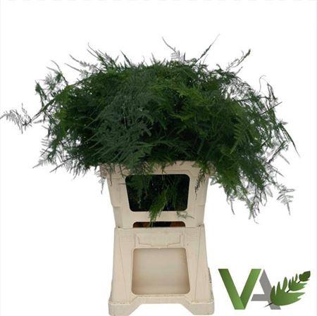 <h4>Asparagus Setaceus 65 Cm</h4>