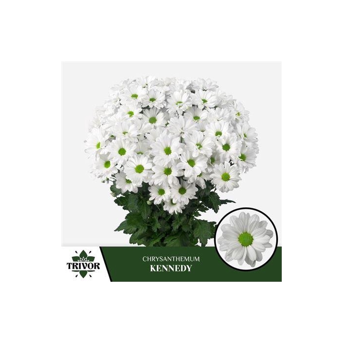 <h4>Chr T Kennedy</h4>