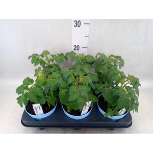 Solanum lycopersicum   ...