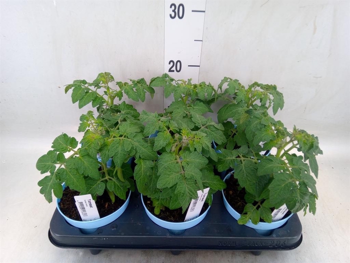 <h4>Solanum lycopersicum   ...</h4>