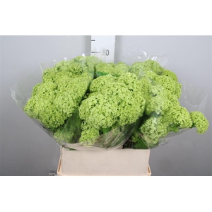 Viburnum Roseum St 2+