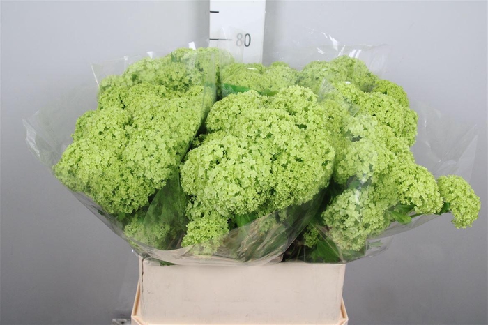 <h4>Viburnum Roseum St 2+</h4>