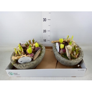 Arr.   Bol/Knolgewas L%